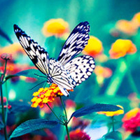 蝴蝶唯美头像 蝴蝶为花碎 花却随风飞