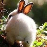 小兔子qq头像