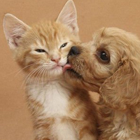 可爱相互亲吻的动物情侣头像图片 动物世界的爱情