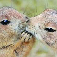 亲吻的动物情侣头像