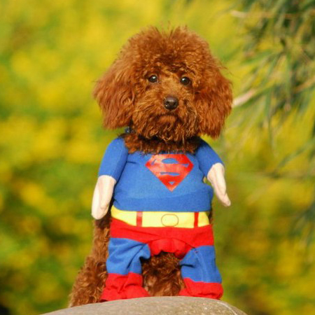 穿超人服的宠物狗头像图片