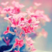 花朵清纯唯美头像_静静开放的美丽花朵
