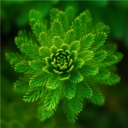 绿色头像图片 绿色充满春意生命活力的绿色植物