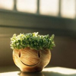 阳光小清新头像植物 好看唯美的绿色系小清新植物