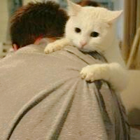 抱猫咪情侣头像