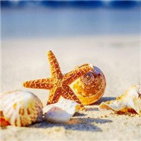 贝壳头像图片大全 海边沙滩上精美的贝壳图片头像