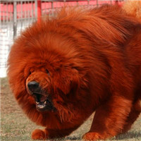藏獒头像_体形高大粗壮结实头大额宽的西藏獒犬