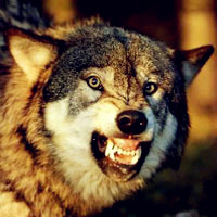 高清凶猛狼图片头像 霸气凶猛的狼