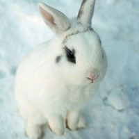 兔子头像图片萌萌哒