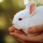 兔子头像图片萌萌哒_可爱真实的兔子萌萌哒