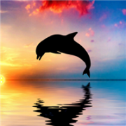 qq海豚头像图片_海洋世界小巧的海豚