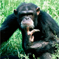 大猩猩头像图片