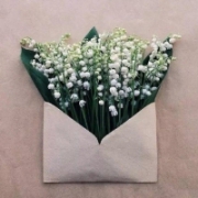 装在信封里的花创意头像图片