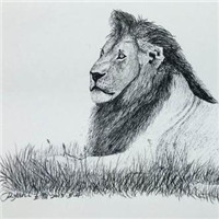 狮子素描头像