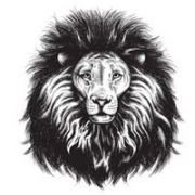 狮子素描头像图片