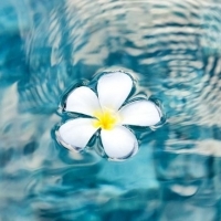 漂在水面上的花朵头像图片