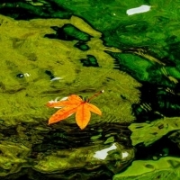 漂在水面上的枫叶头像