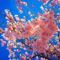 蓝天白云下盛开的粉红色桃花头像图片
