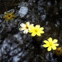 漂在水面上的花朵头像