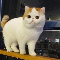 一只白白胖胖的萌猫咪