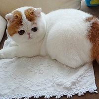 一只白白胖胖的萌猫咪