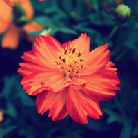 一朵花的清新图片头像 清新唯美范儿