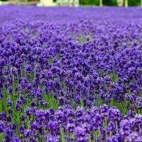 紫色薰衣草头像 喜欢这片紫色的花海