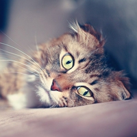 微信猫头像 神态可爱的猫猫咪