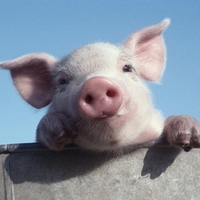 猪的头像萌的微信头像 可爱小猪胖乎乎