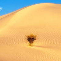 沙漠头像图片