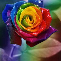 彩虹玫瑰头像 娇艳的彩虹玫瑰