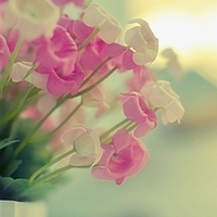 花朵头像小清新 最爱的小清新花儿