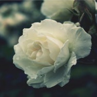 白色玫瑰花头像