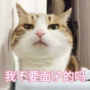 可爱猫带字头像图片_高清超萌可爱猫咪带文字