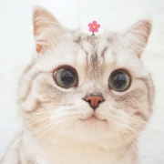 猫头像高清_高清超萌超可爱的猫咪