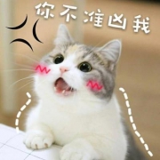 猫咪带字表情包头像图片 卖萌搞笑猫咪带字图片