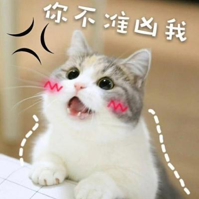 猫咪带字表情包头像图片