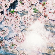 微信头像花朵唯美高清 最美的风景就是花开满树