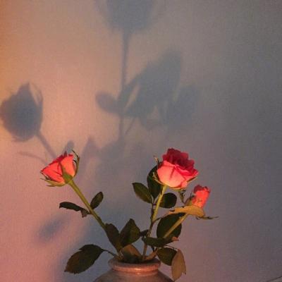 一朵玫瑰花图片头像