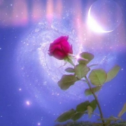 一朵玫瑰花图片头像 高清漂亮唯美的单独一朵玫瑰花头像图片