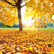 秋天的微信头像图片 记忆里很美