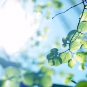 微信头像图片唯美意境 夏花里的深绿木