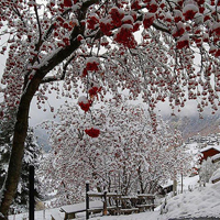 雪景头像图片