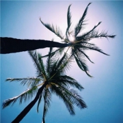 海边椰子树风景图片头像 しovё浅安时光
