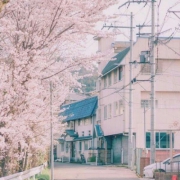 唯美粉色系樱花风景头像 一季樱花，落满东京